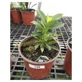 Bella White Mandevilla 1 gallon pot