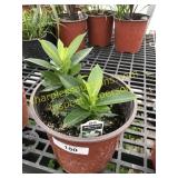 Bella White Mandevilla 1 gallon pot