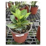 Bella Deep Red Mandevilla 1 gallon pot