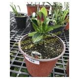 Bella Deep Red Mandevilla 1 gallon pot