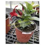 Bella Deep Red Mandevilla 1 gallon pot