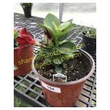 Bella Deep Red Mandevilla 1 gallon pot