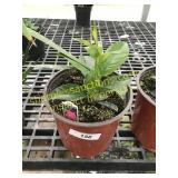 Bella Grande Pink Mandevilla 1 gallon pot