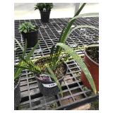 Big Red Anigozanthos 6" pot