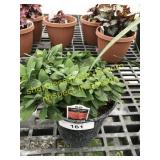 Inca Bandit Alstroemeria 6" pot