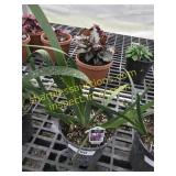 Big Red Anigozanthos 6" pot