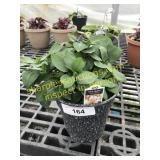 Inca Husky Alstroemeria 6" pot