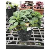 Inca Husky Alstroemeria 6" pot