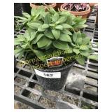 Inca Bandit Alstroemeria 6" pot