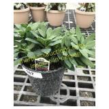 Inca Replay Alstroemeria 6" pot