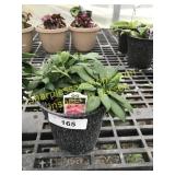 Inca Lolly Alstroemeria 6" pot