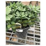 Inca Replay Alstroemeria 6" pot