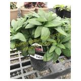 Inca Lolly Alstroemeria 6" pot