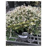 Starblast Snowdrift Euphorbia 6" pot