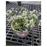 Starblast Snowdrift Euphorbia 6" pot