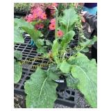 Patio Pinnacles Gebera Dailsy 6" pot