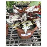 Bewitched White Rex Begonia 6" pot
