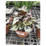 Bewitched White Rex Begonia 6" pot