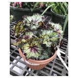 Curly Cherry Mind Rex Begonia 6" pot