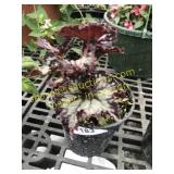Curly Chocolate Rex Begonia 6" pot