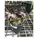 Curly Chocolate Rex Begonia 6" pot