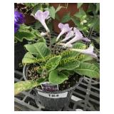 Lady Slippers Grape Ice 6" pot