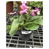 Lady Slippers Pink Ice 6" pot
