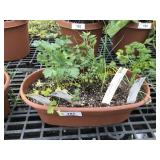 Assorted Herb Planters (window planters)