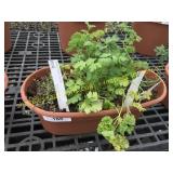 Assorted Herb Planters (window planters)