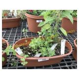 Assorted Herb Planters (window planters)