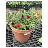 Red Petunia 12" pot