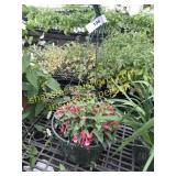 12" Bella Upright Fushia Basket