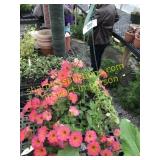 12" Mayan Sunset Petunia Basket