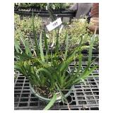 12" Anigozanthos Basket