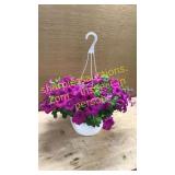 Large hanging pink petunia basket