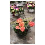 12 inch mixed basket