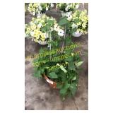 12 inch trellised black eyed Susan