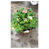 12 inch petunia planter