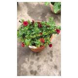 12 inch petunia planter