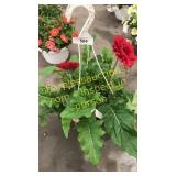 10 inch gerber daisies basket