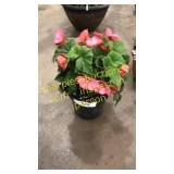 6 inch begonias