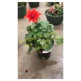 6 inch dahlia