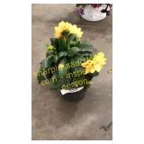 6 inch dahlia