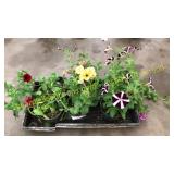 4 1/2 inch petunia (QTY x 5)