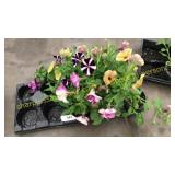 4 1/2 inch petunia (QTY X 5)