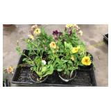 4 1/2 inch petunia (QTY X 5)