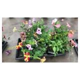4 1/2 inch petunia (QTY X 5)