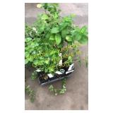 2 1/2 inch mint plant (QTY X 20)
