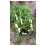 2 1/2 inch chive plants (QTY X 20)