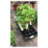 2 1/2 basil plants (QTY X 20)